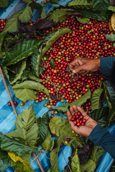 Cafetal en Oaxaca