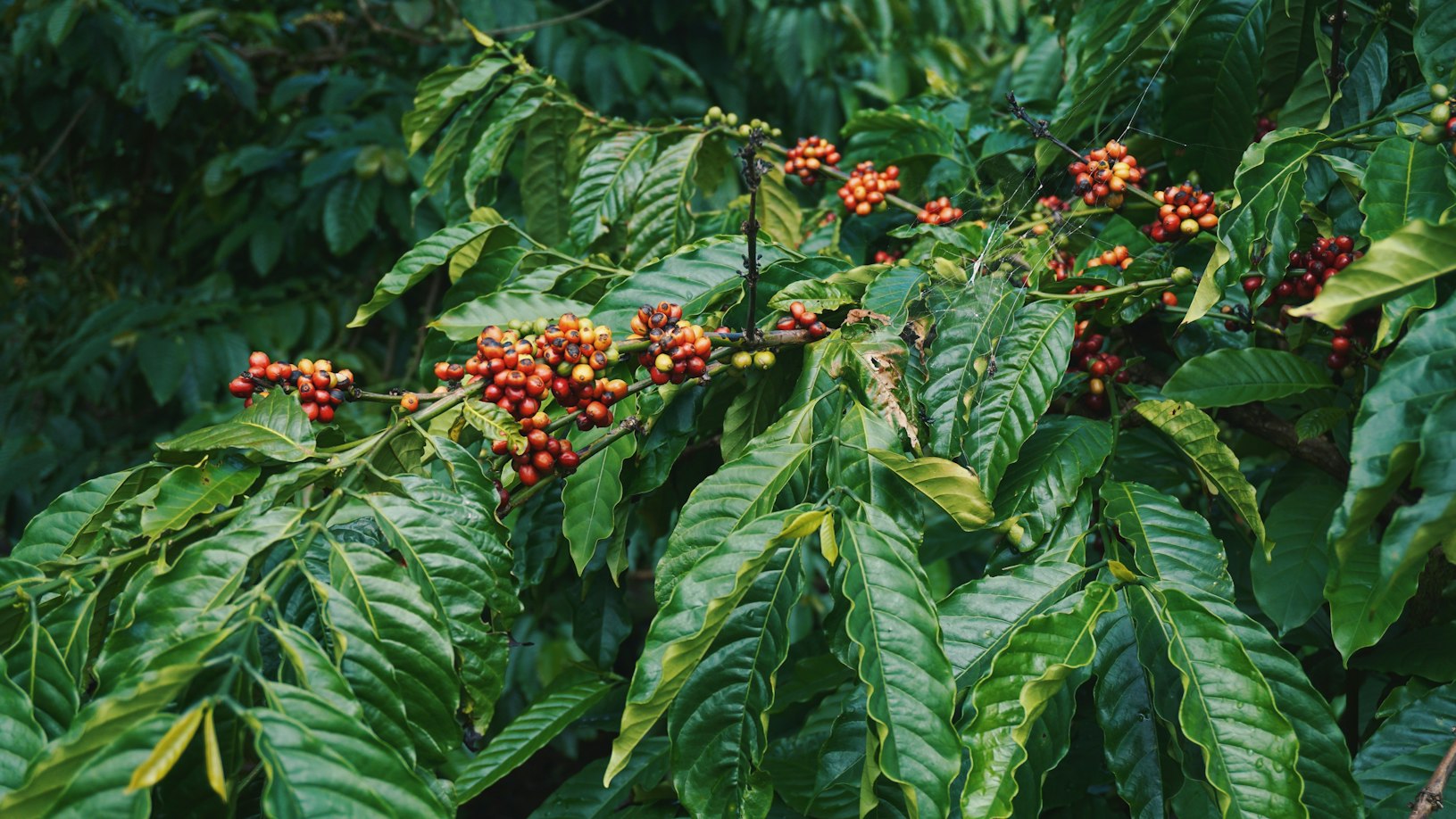 Cafetal en Oaxaca