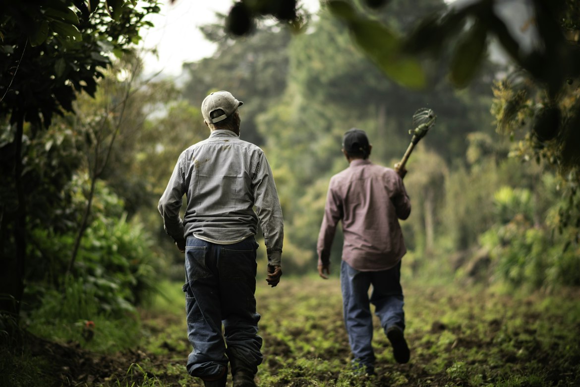 Productores cafetaleros